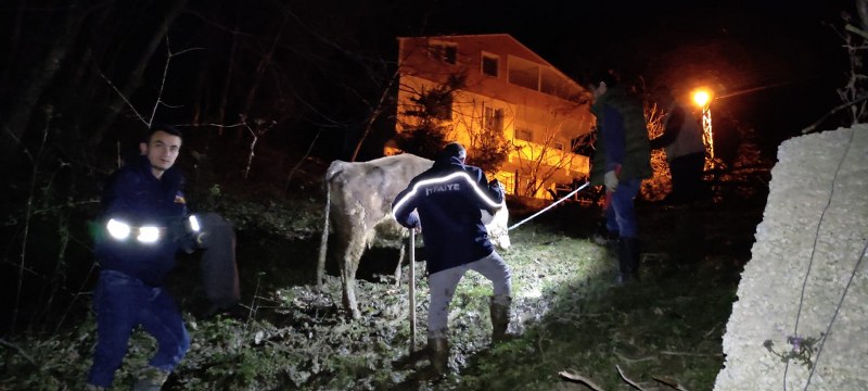Türkeli'de dereye düşen büyükbaş hayvan kurtarıldı