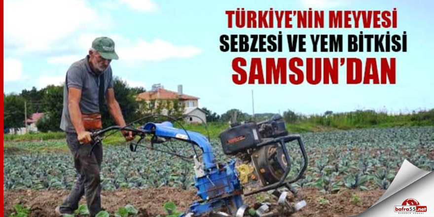 Türkiye’nin meyvesi, sebzesi ve yem bitkisi Samsun’dan