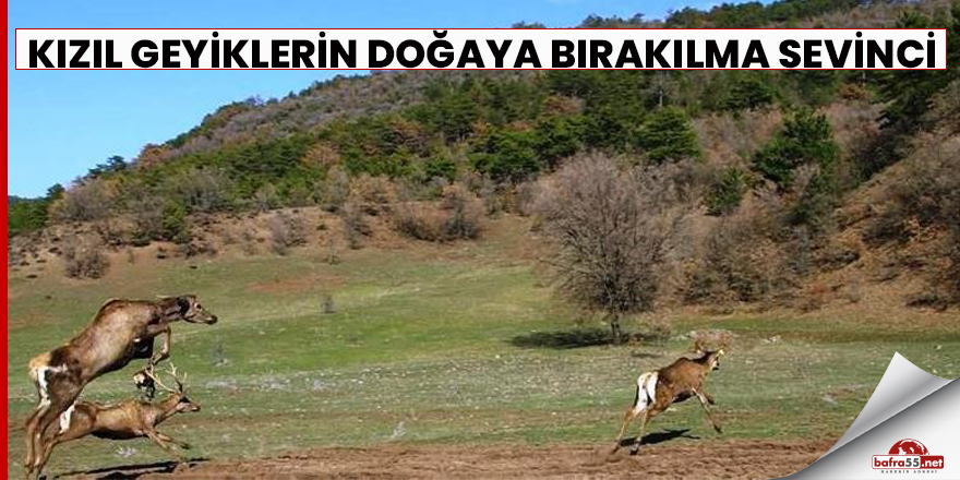 Kızıl geyiklerin doğaya bırakılma sevinci