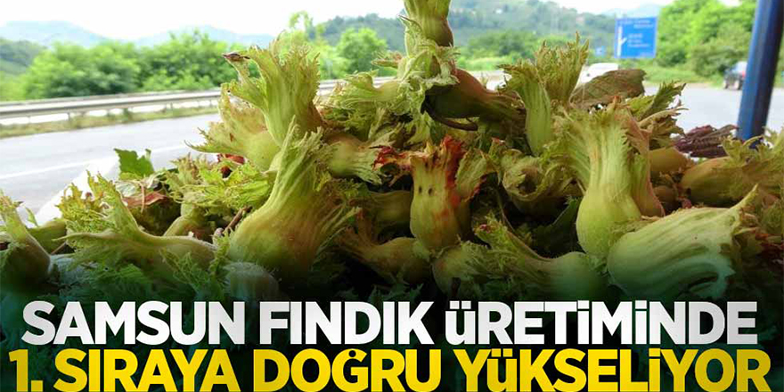 Samsun 2-3 yıla kadar Türkiye’nin en çok fındık üreten ili olacak
