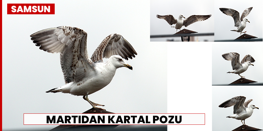 Martıdan kartal pozu