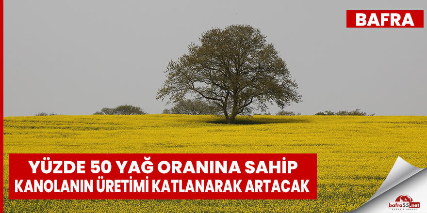 Yüzde 50 yağ oranına sahip kanolanın üretimi artacak