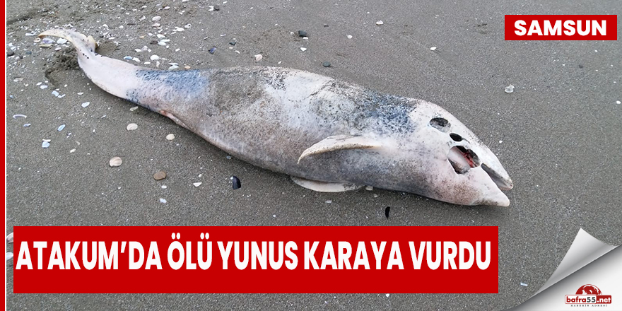 Samsun'da ölü yunus karaya vurdu