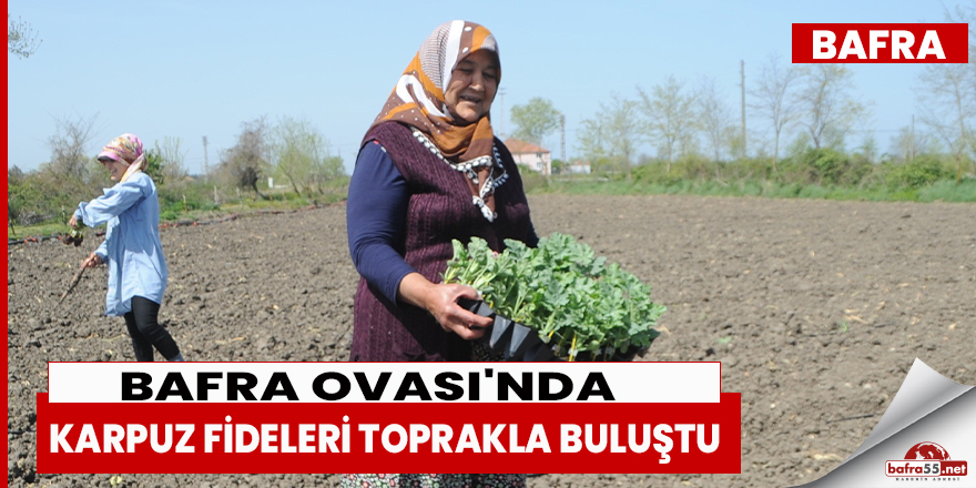 Bafra Ovası'nda karpuz fideleri toprakla buluştu