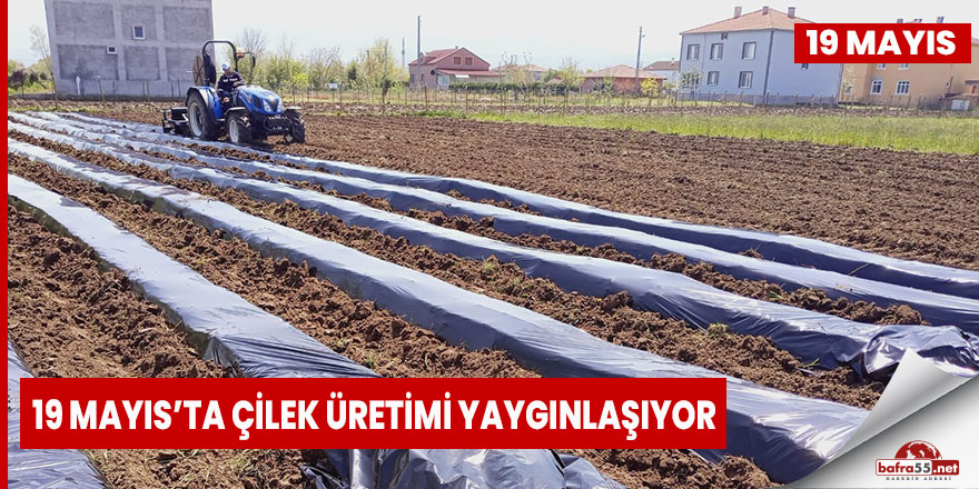 19 Mayıs’ta Çilek Üretimi Yaygınlaşıyor