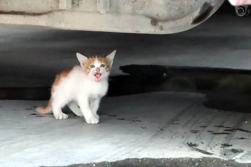 Samsun'da otomobilin altına giren kediyi itfaiye kurtardı