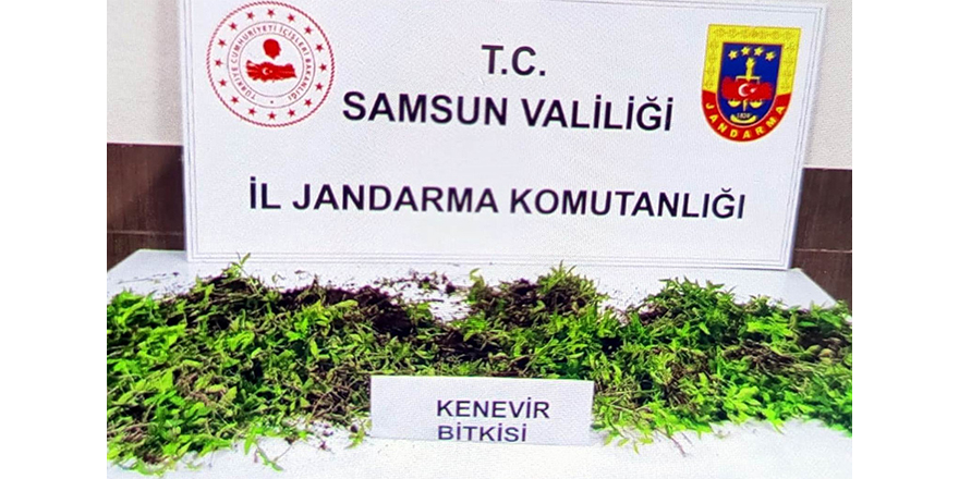 Jandarma 8 bin 758 kök kenevir bitkisi ele geçirdi