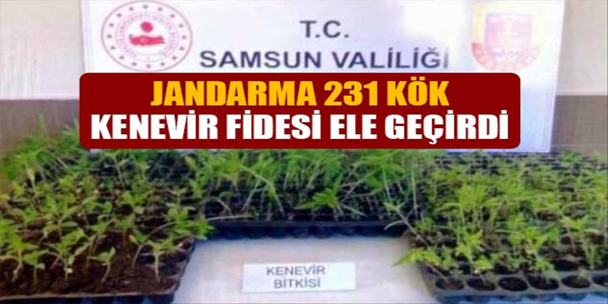 Jandarma 231 kök kenevir fidesi ele geçirdi