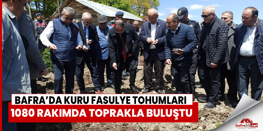 Bafra'da kuru fasulye tohumları toprakla buluştu