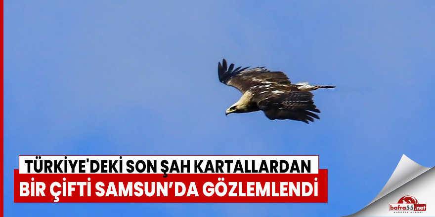 Samsun'da son şah kartallardan bir çifti gözlemlendi