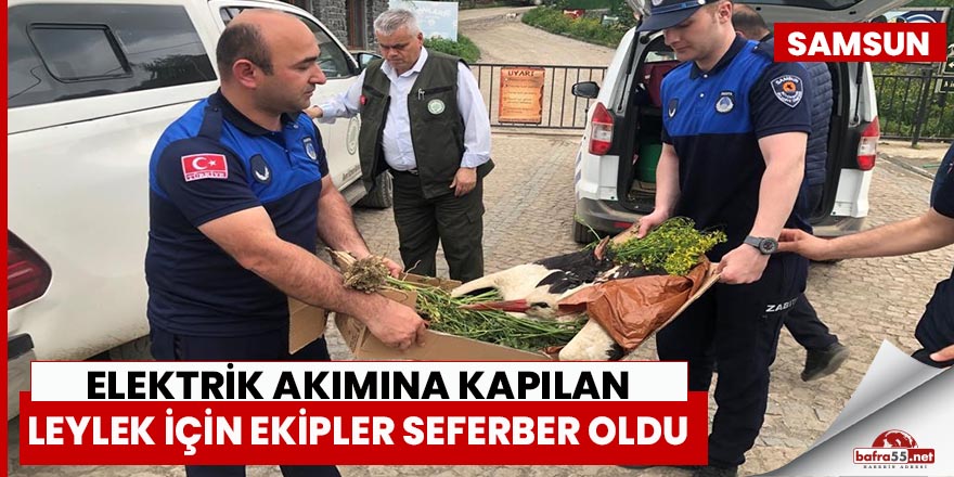 Samsun'da leylek elektrik akımına kapıldı