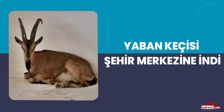 Yaban keçisi şehir merkezine indi