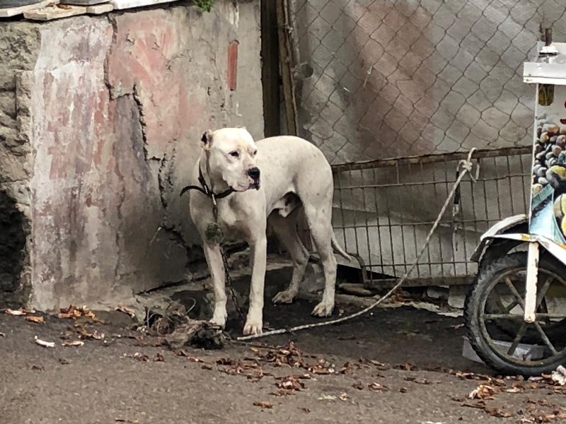 Yasaklı ırk köpeği direğe bağlayıp kaçtılar