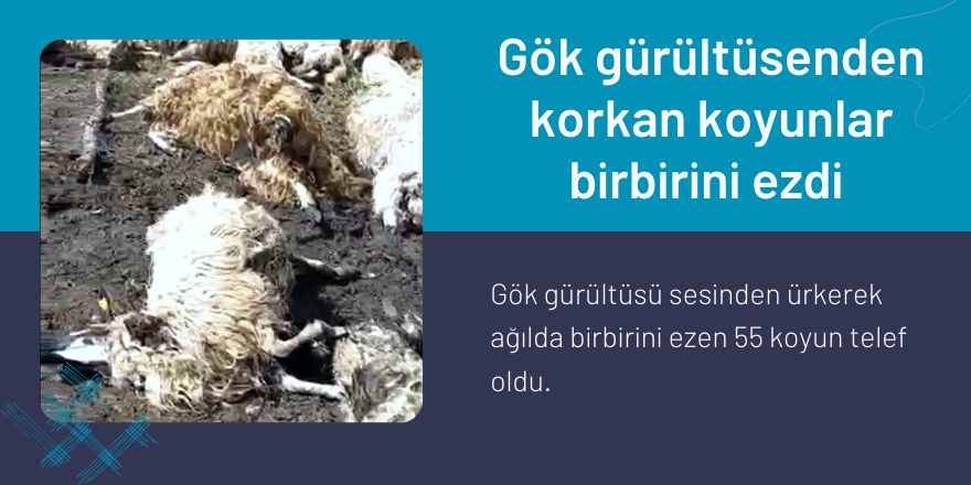 Gök gürültüsenden korkan koyunlar birbirini ezdi