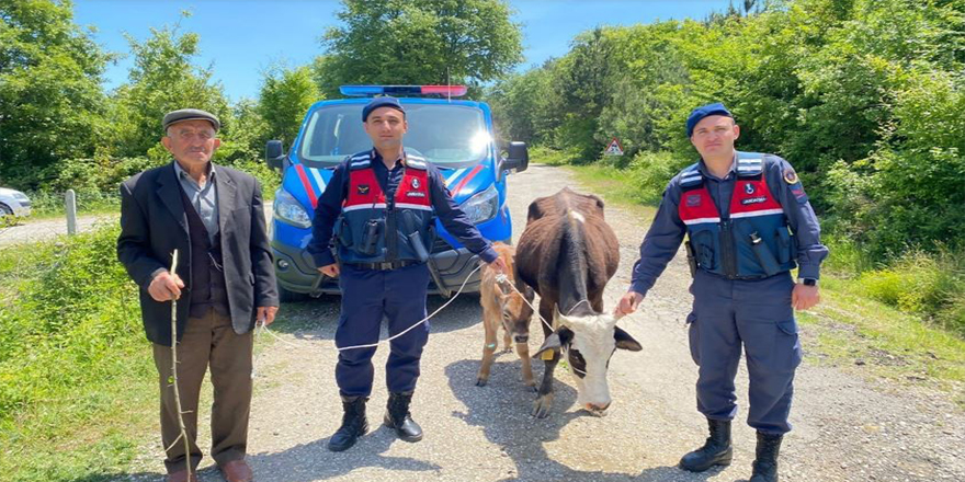 Sinop'ta köylünün kaybolan ineğini jandarma buldu