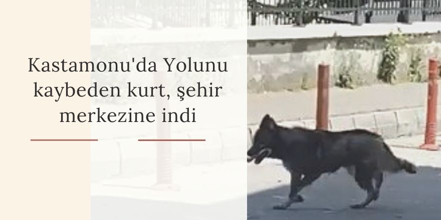 Kastamonu'da Yolunu kaybeden kurt, şehir merkezine indi