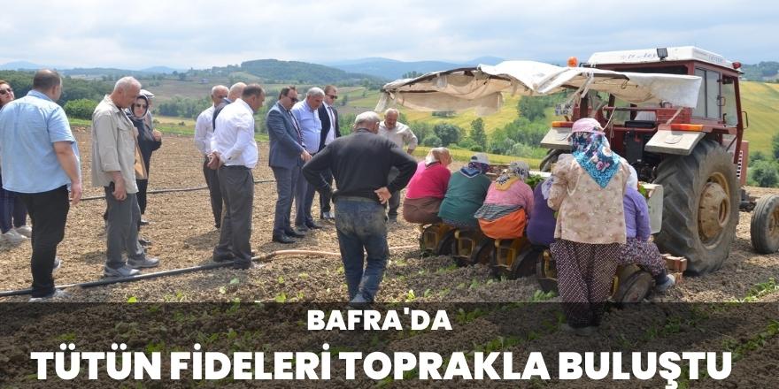 Bafra'da tütün fideleri toprakla buluştu