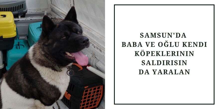 Samsun'da baba ve oğlu kendi köpeklerinin saldırısında yaralandı