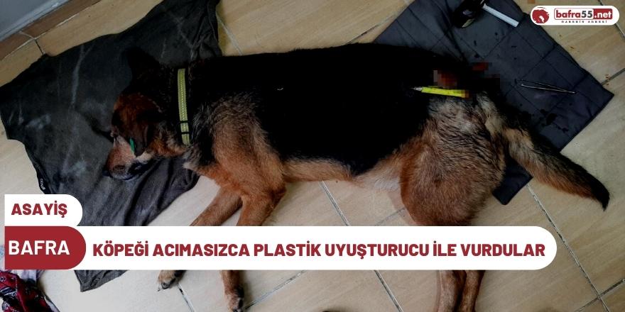 Köpeği acımasızca plastik uyuşturucu ile vurdular