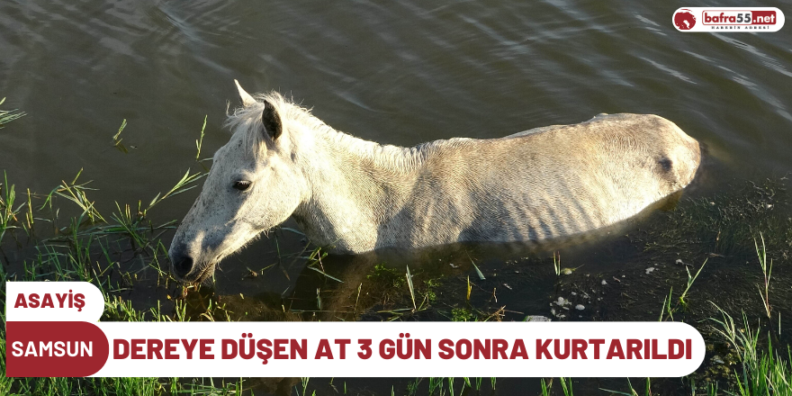 Dereye düşen at 3 gün sonra kurtarıldı