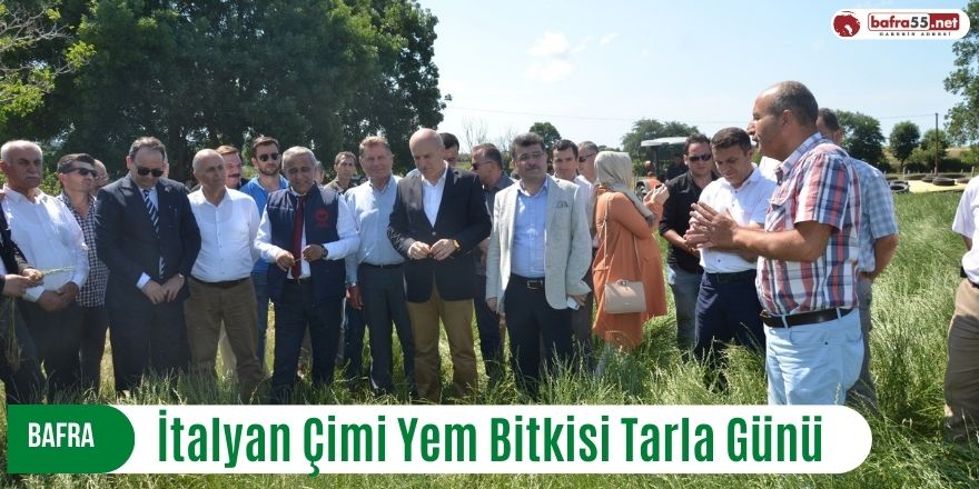 Bafra'da  İtalyan Çimi Yem Bitkisi Tarla Günü