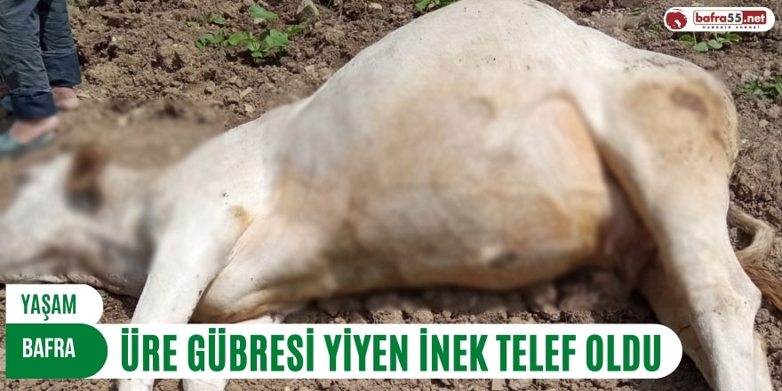 ÜRE GÜBRESİ YİYEN İNEK TELEF OLDU