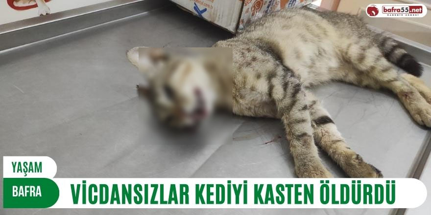 VİCDANSIZLAR KEDİYİ KASTEN ÖLDÜRDÜ