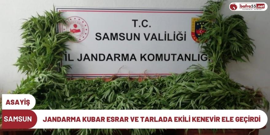 Samsun'da jandarma tarafından kubar esrar ve tarlada ekili kenevir ele geçirildi