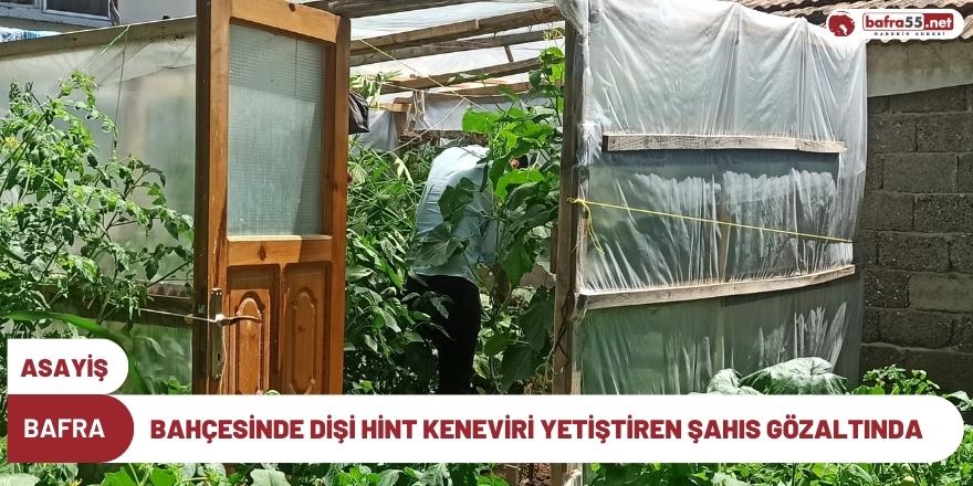 Bafra'da Bahçesinde Dişi Hint Keneviri Yetiştiren Şahıs Gözaltında