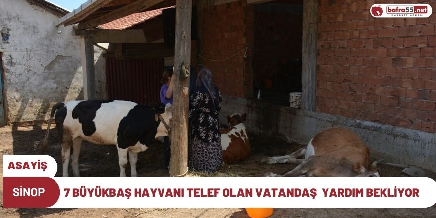 7 Büyükbaş hayvanı telef olan vatandaş  yardım bekliyor