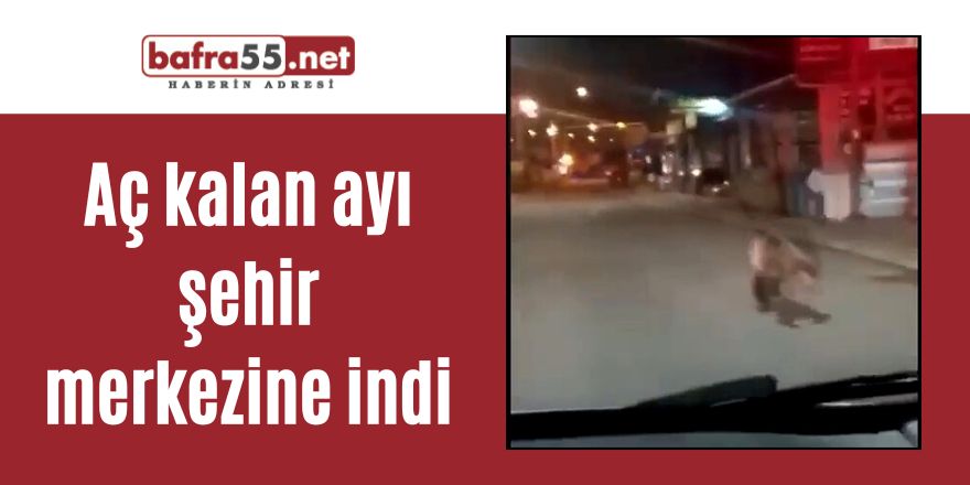 Aç kalan ayı şehir merkezine indi