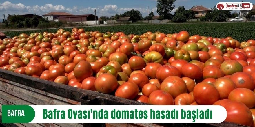 Bafra Ovası'nda domates hasadı başladı
