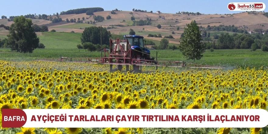 Ayçiçeği tarlaları çayır tırtılına karşı ilaçlanıyor