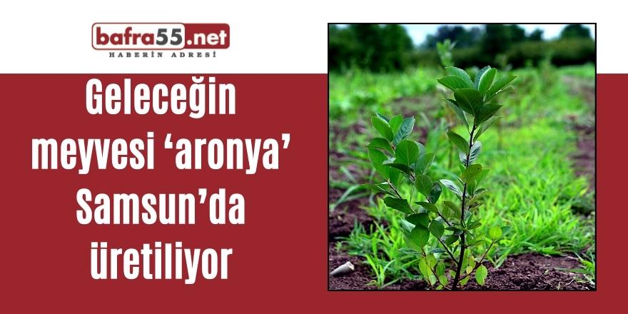 Geleceğin meyvesi ‘aronya’ Samsun’da üretiliyor