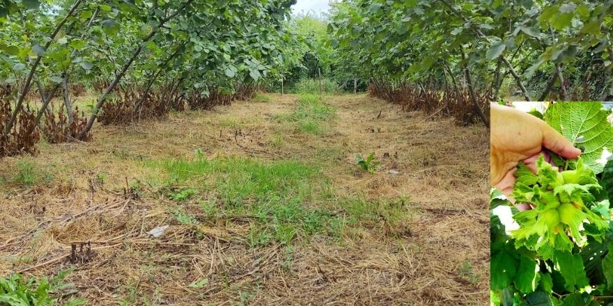 Terme'nin fındık bahçeleri Türkiye ve dünyaya örnek olacak