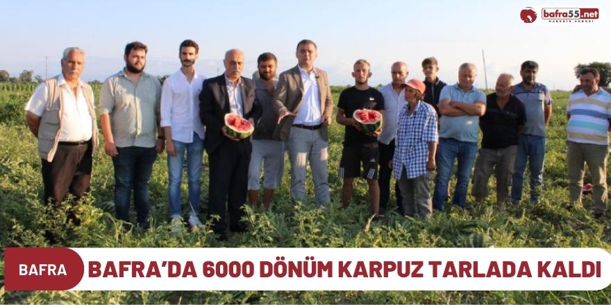 BAFRA’DA 6000 DÖNÜM KARPUZ TARLADA KALDI