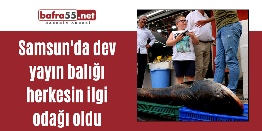 Samsun'da dev yayın balığı herkesin ilgi odağı oldu