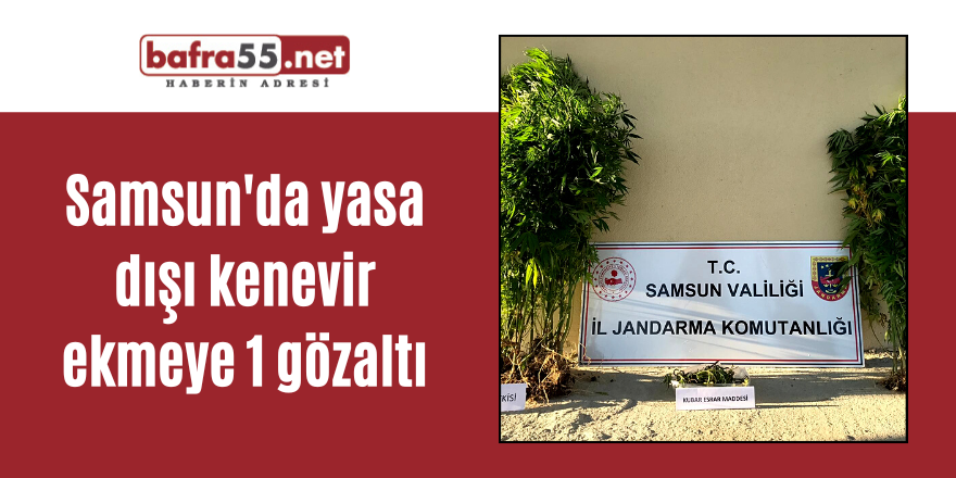 Samsun'da yasa dışı kenevir ekmeye 1 gözaltı