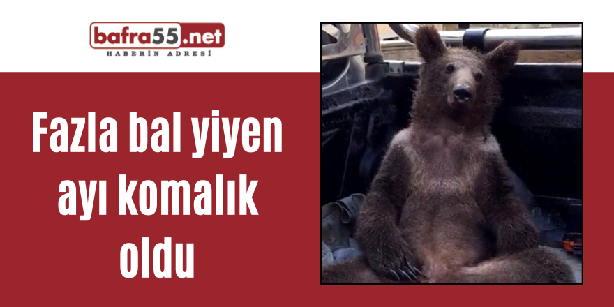 Fazla bal yiyen ayı komalık oldu