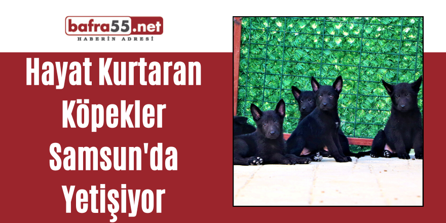 Hayat Kurtaran Köpekler Samsun'da Yetişiyor