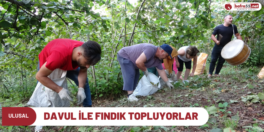 Davul ile fındık topluyorlar