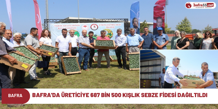 Bafra'da üreticiye 687 bin 500 kışlık sebze fidesi dağıltıldı