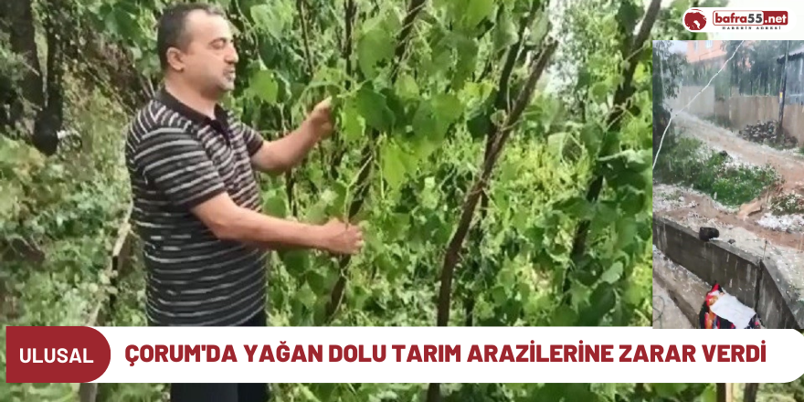 Çorum'da yağan dolu tarım arazilerine zarar verdi