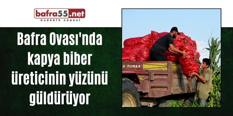 Bafra Ovası'nda kapya biber üreticinin yüzünü güldürüyor