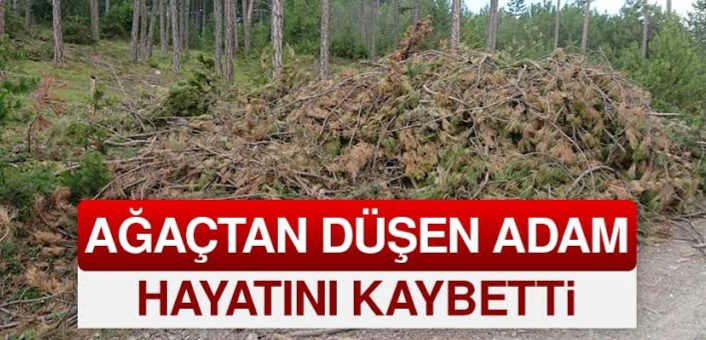 Bafra'da ağactan düşen yaşlı adam hayatını kaybetti