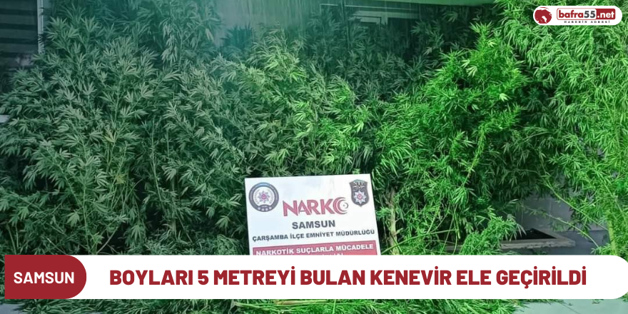 Boyları 5 metreyi bulan kenevir ele geçirildi