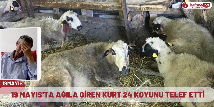 19 Mayıs'ta ağıla giren Kurt 24 Koyunu telef etti