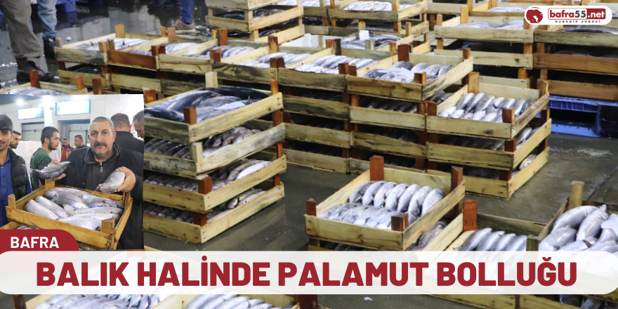 Balık Halinde Palamut Bolluğu