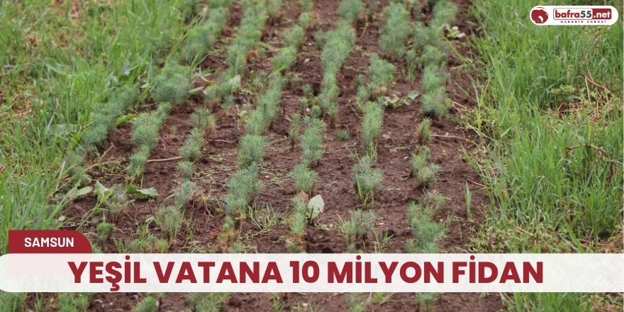 Yeşil vatana 10 milyon fidan