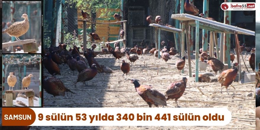 9 sülün 53 yılda 340 bin 441 sülün oldu